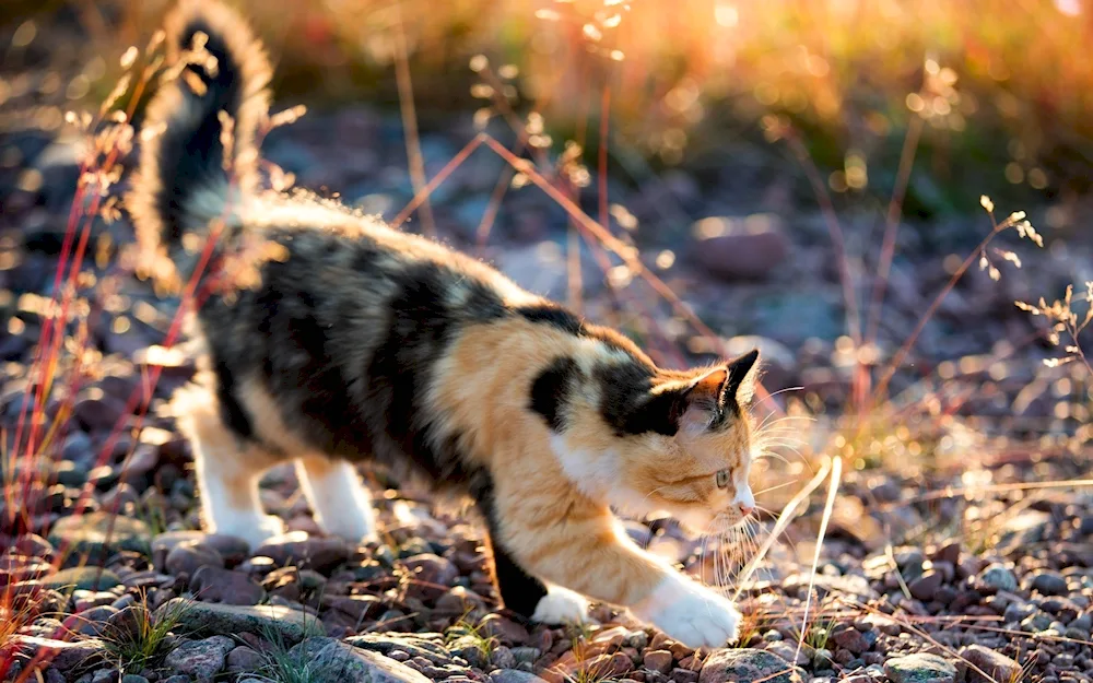 Calico tortoiseshell cat