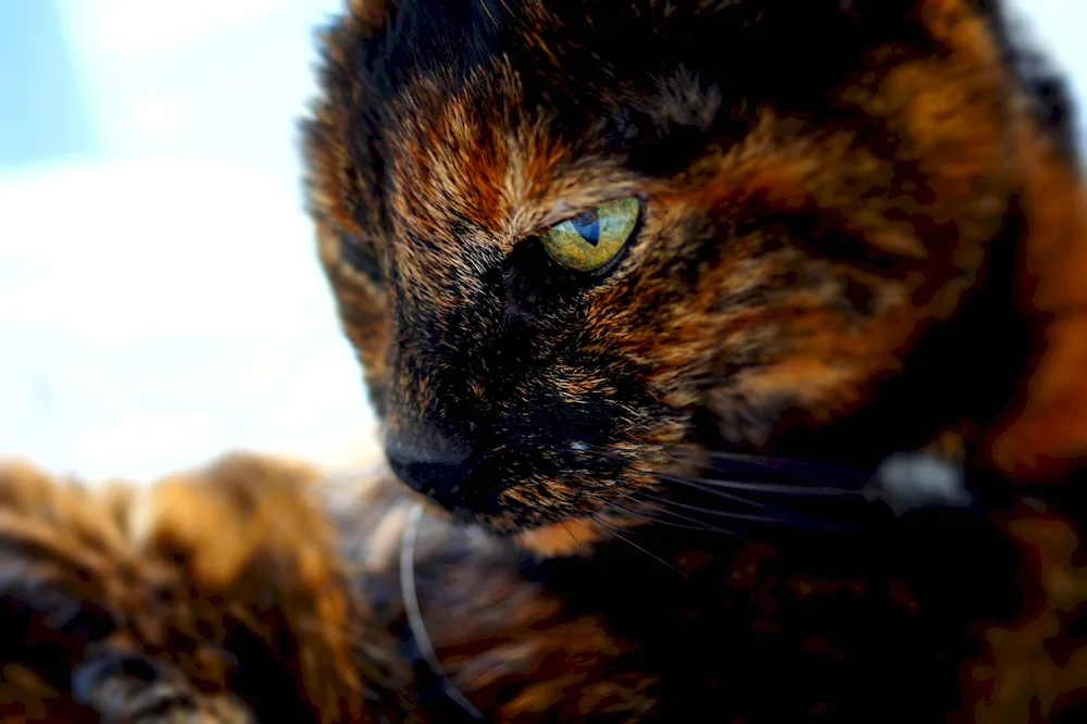 Calico tortoiseshell cat