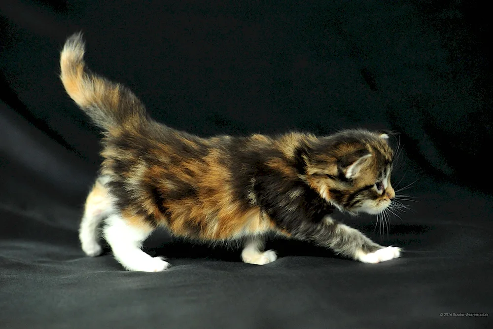 Turtle Maine Coon cat