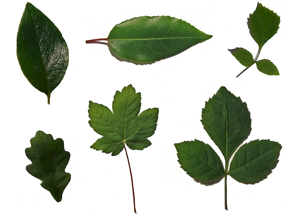 Serrate leaves