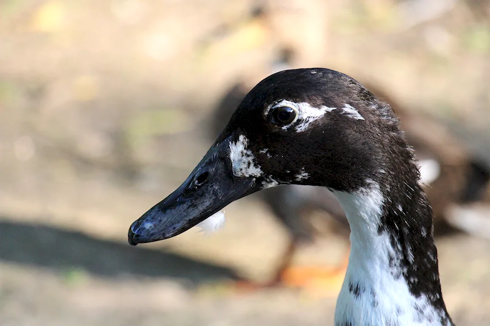 Black-crested duck