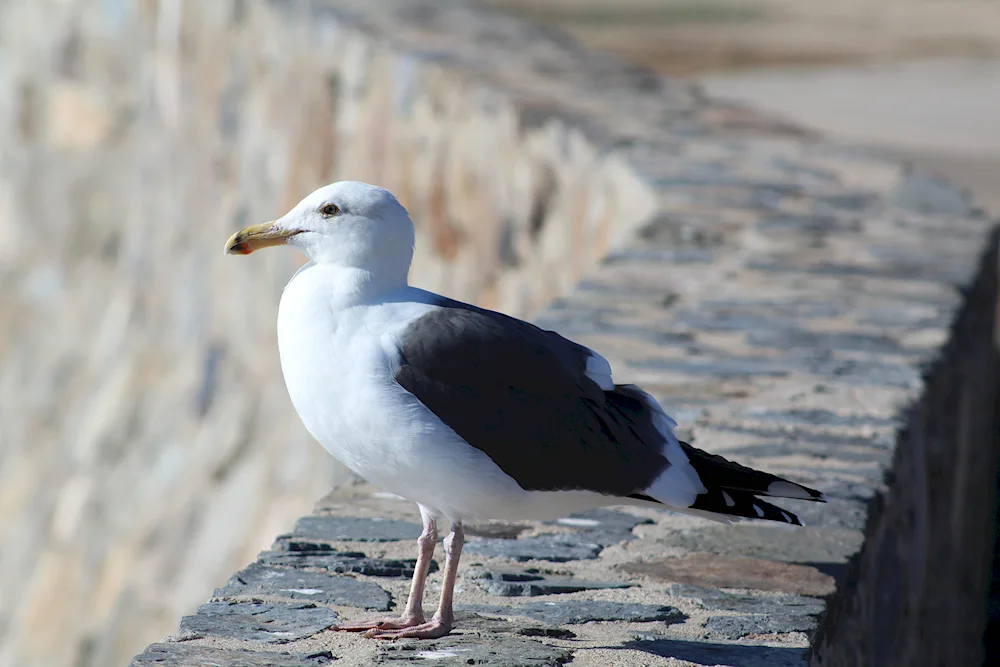 Isaakievsky Cathedral dove