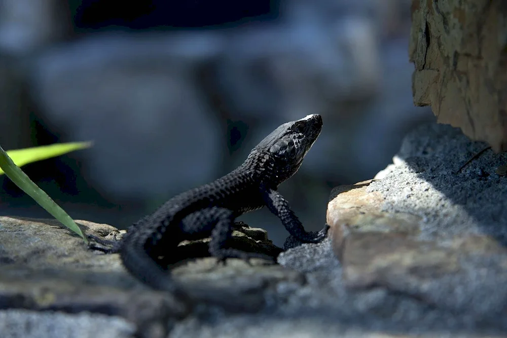 Black lizard Lizard Lizard Lizard