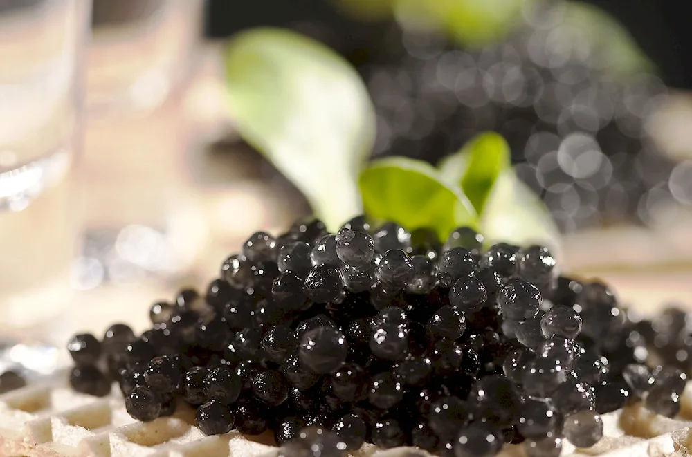Black caviar Caviar Caviar