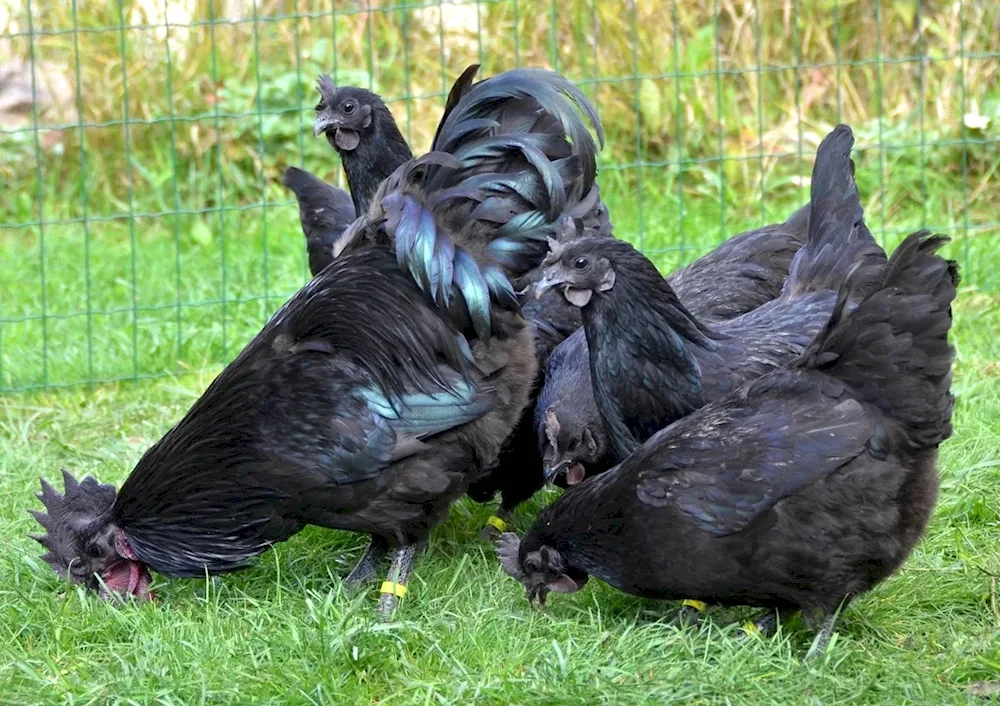 Ayam Tsemani