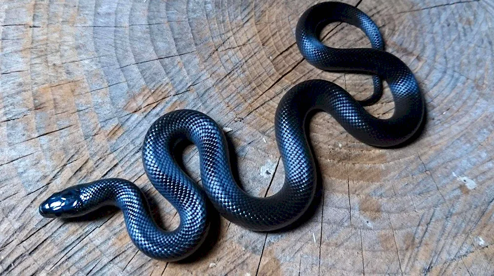 Black King snake nigrita