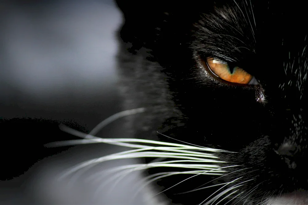 Evil cat