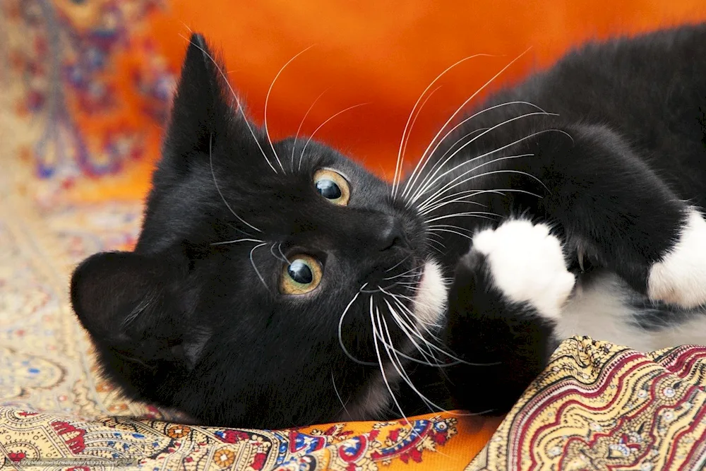 Siberian bicolour short-haired cat