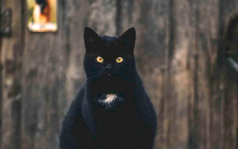 Bombay cat