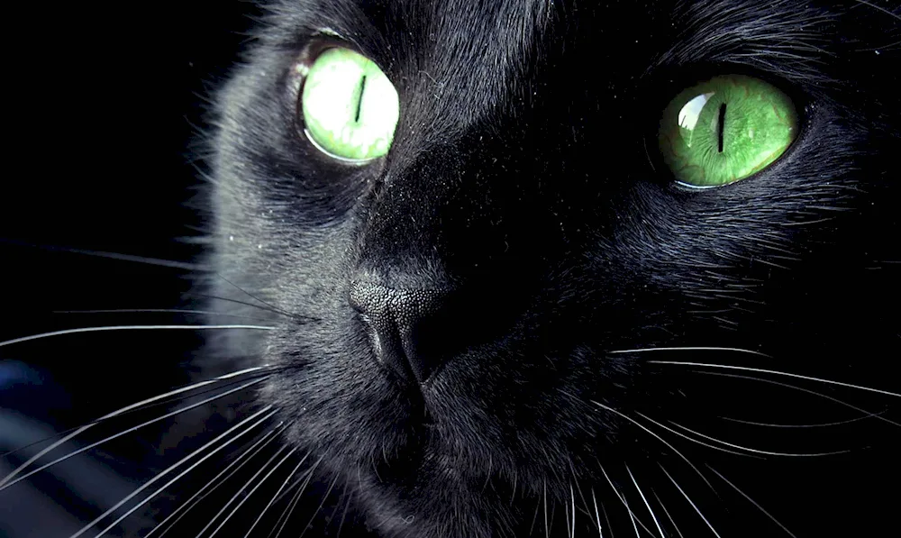 Black cat with green eyes