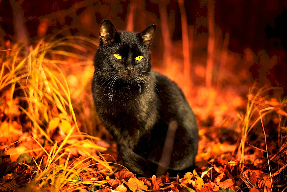 Redhead and black cat