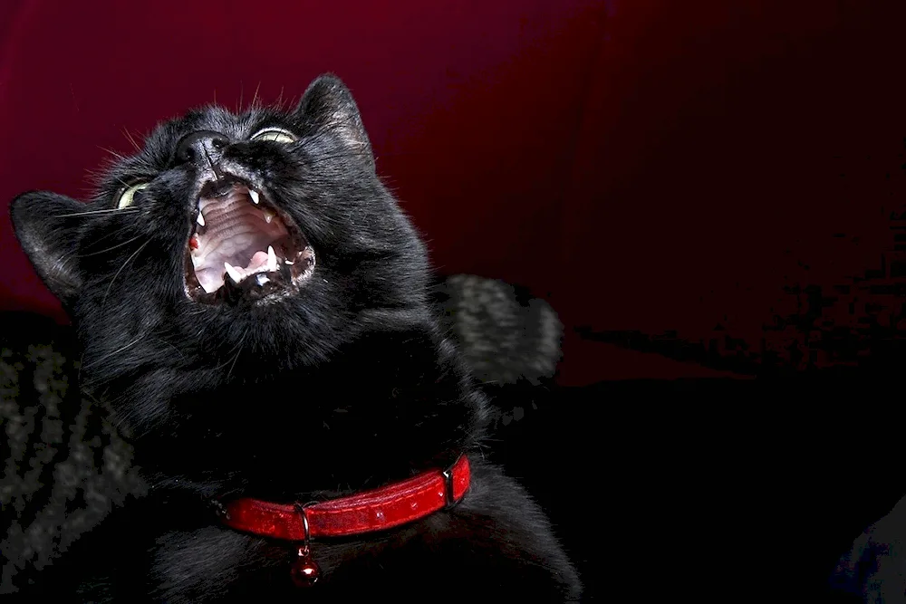 An evil cat