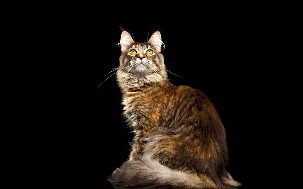 Maine Coon cat black