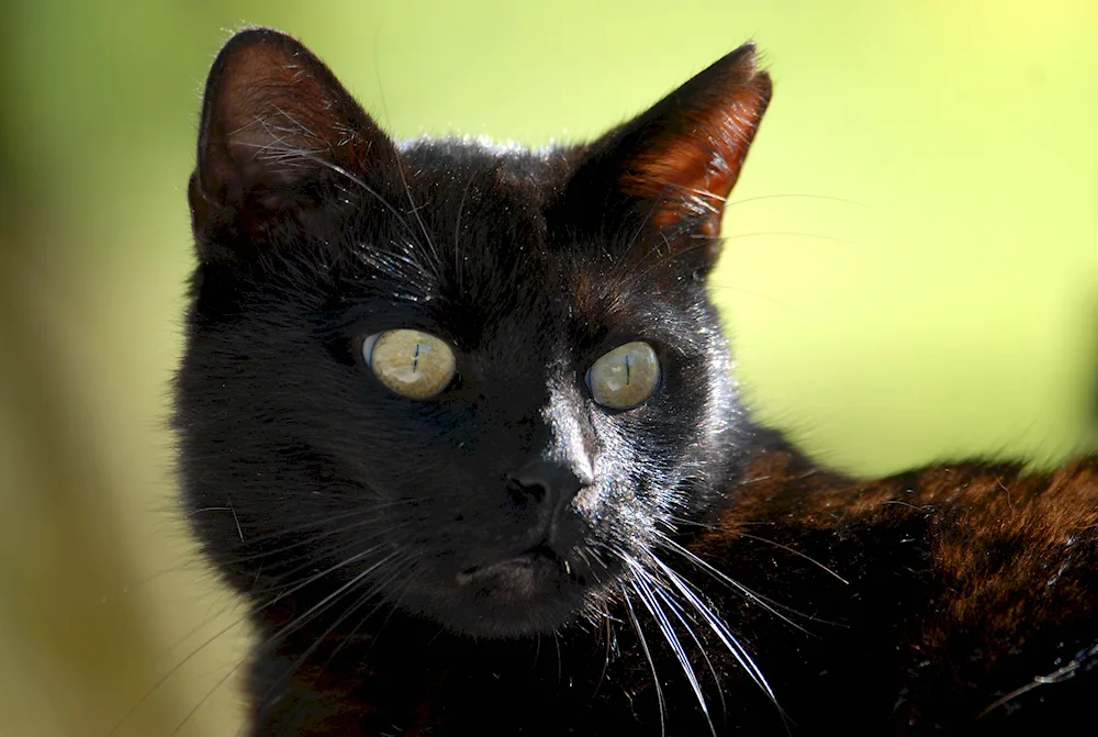 Siamese cat black