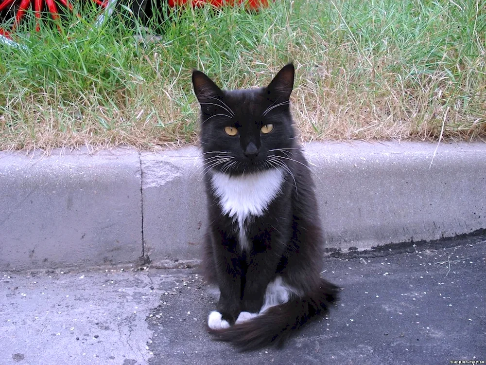 Black white cat