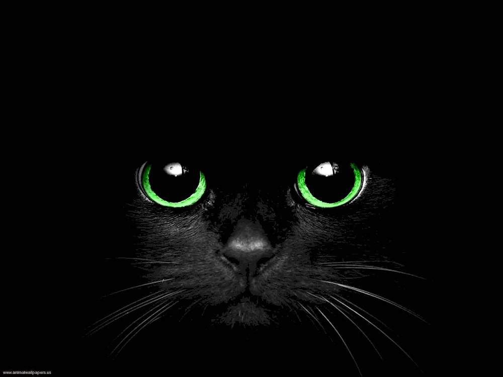 Black cat with green eyes