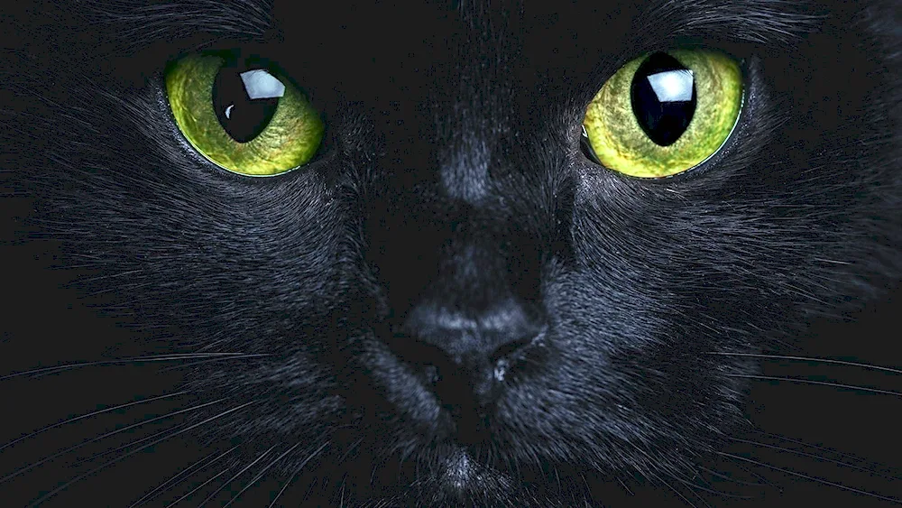 Black cat with green eyes