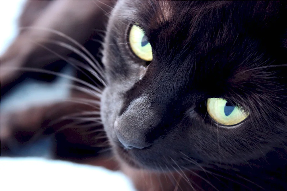 Black cat with green eyes