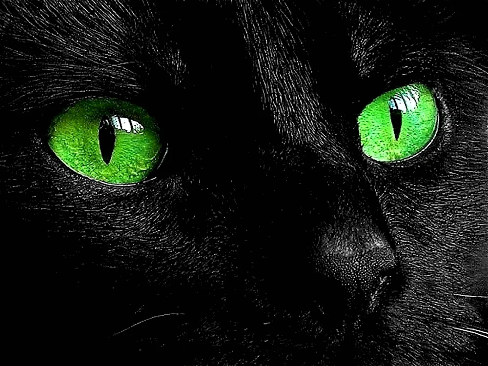 Black cat with green eyes