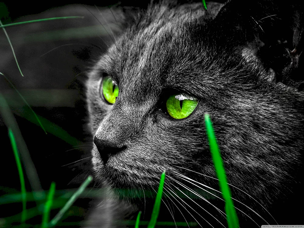 Siberian cat with blue eyes green-eyed cat
