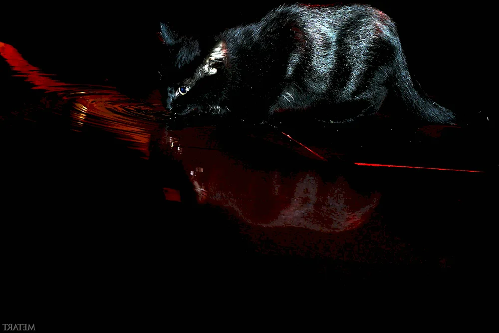 Black cat in the dark