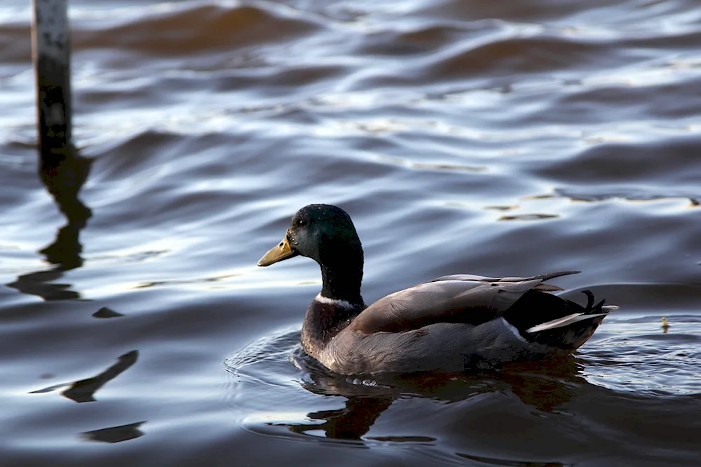 Black mallard