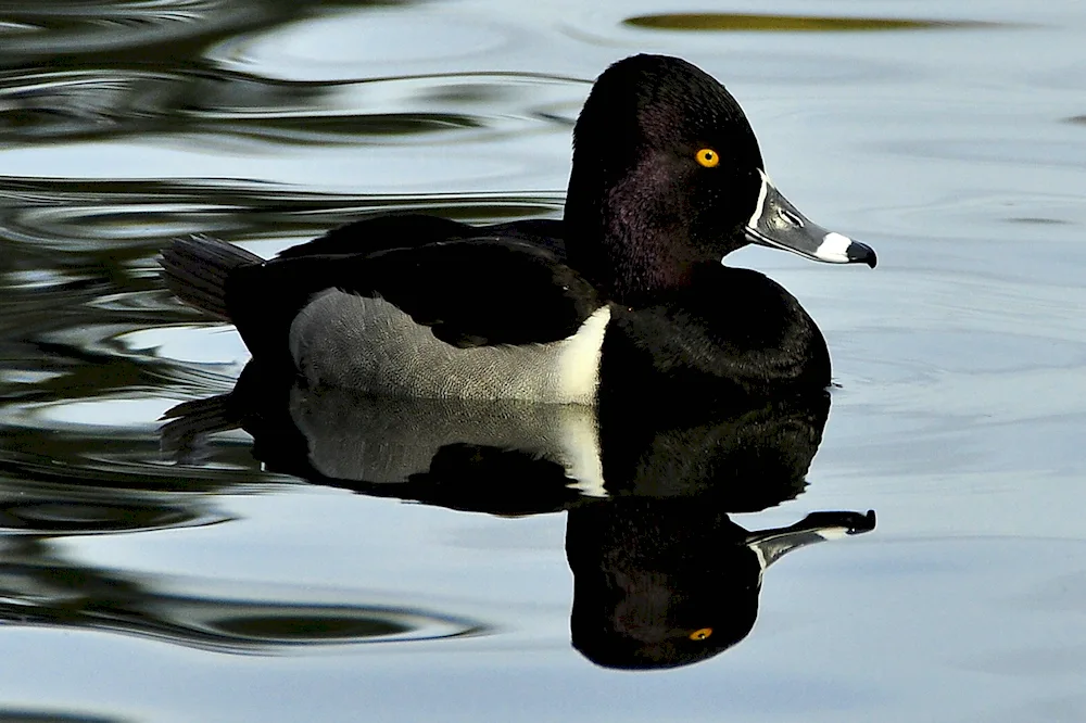 Black mallard