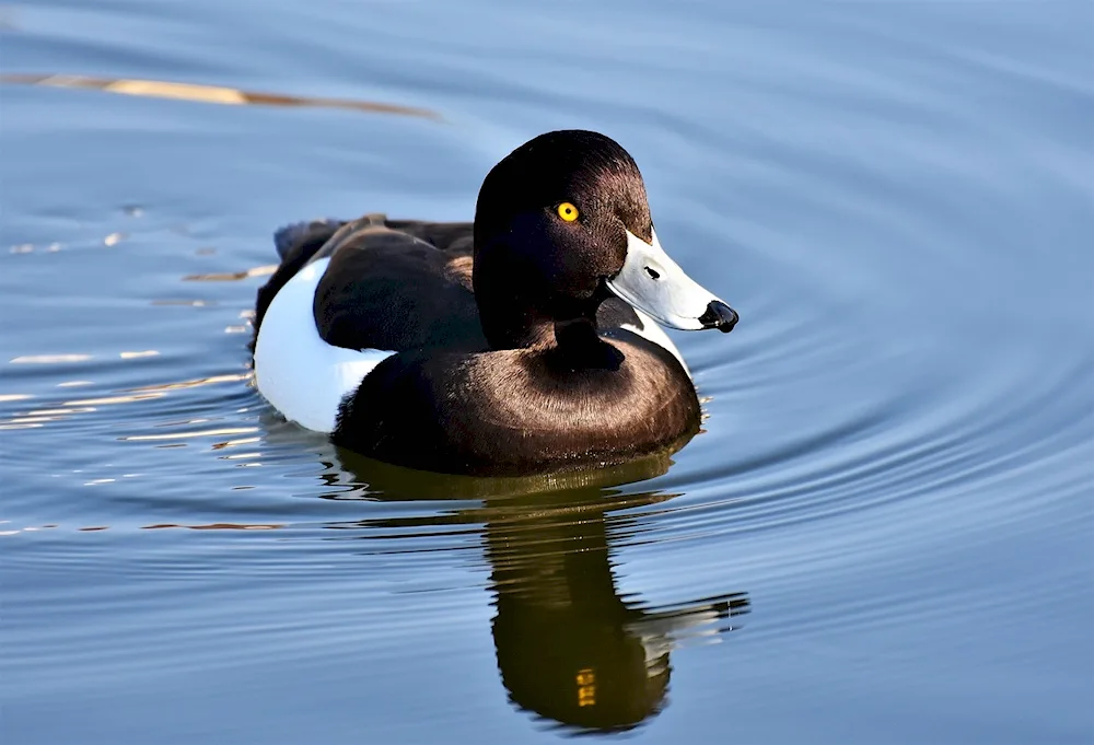 Black beaked swan