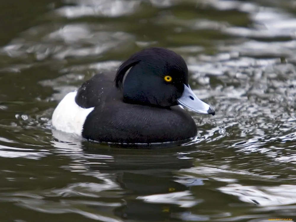 Black swan bird