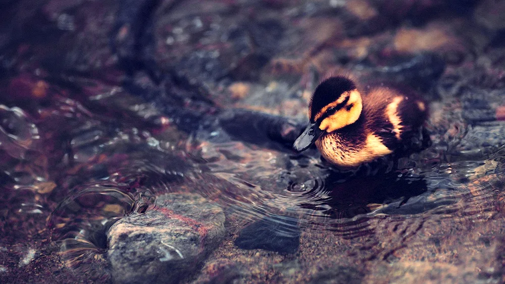 Black mallard chick