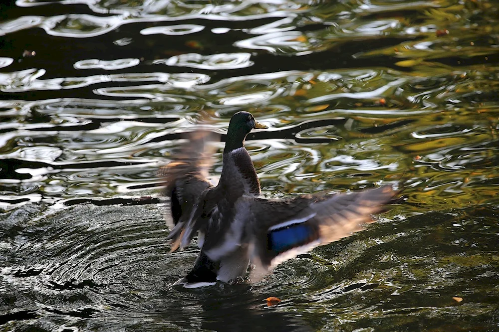 Black mallard chick