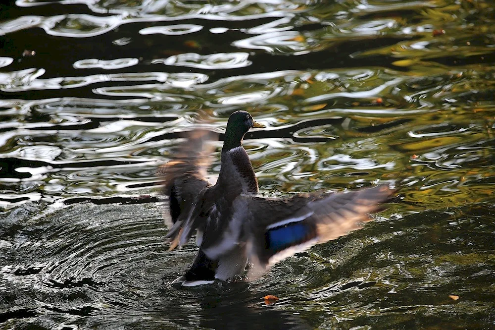 Black mallard male