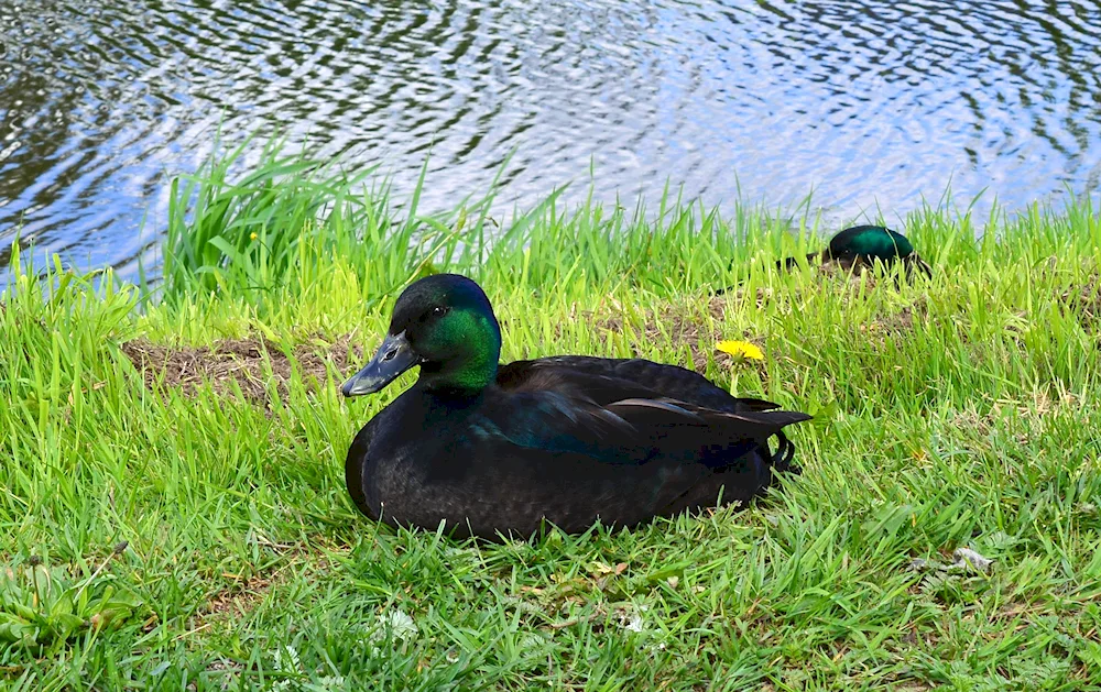 Black mallard fledgling