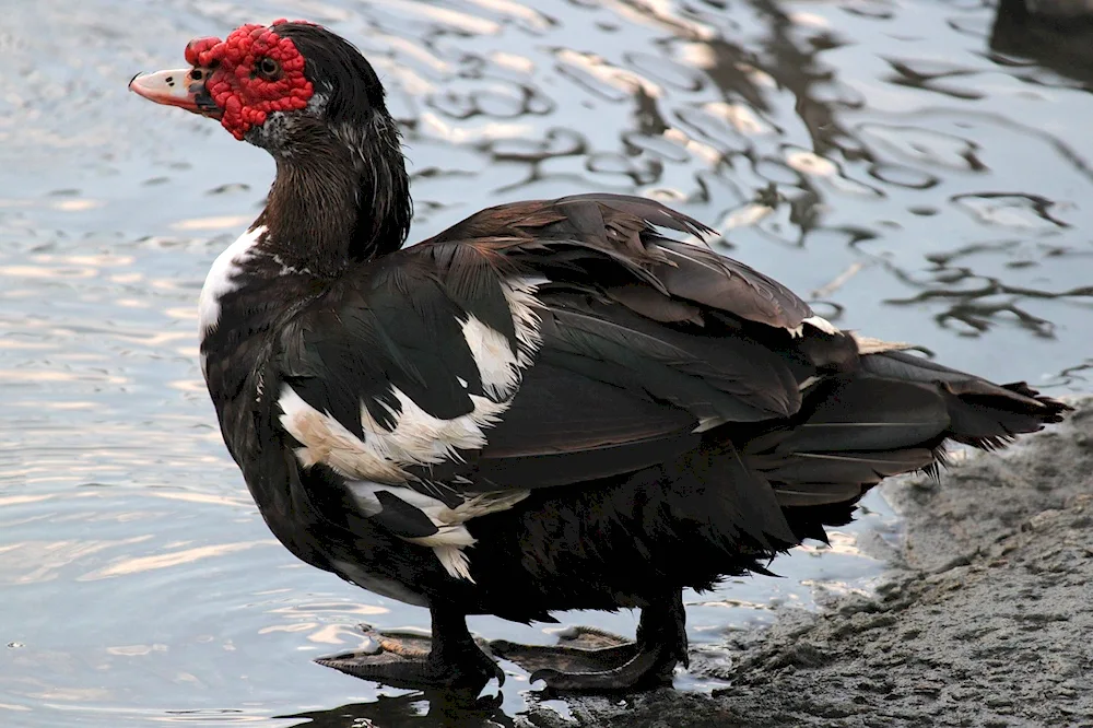 Black mallard fledgling