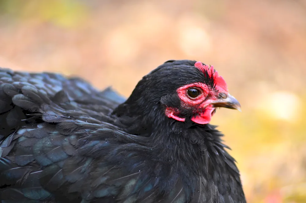 Ayam Tsemani breed