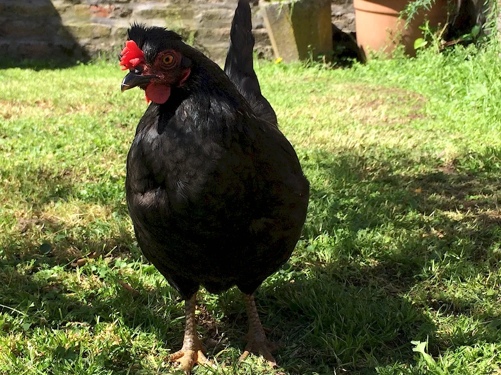 Ayam Cemani breed