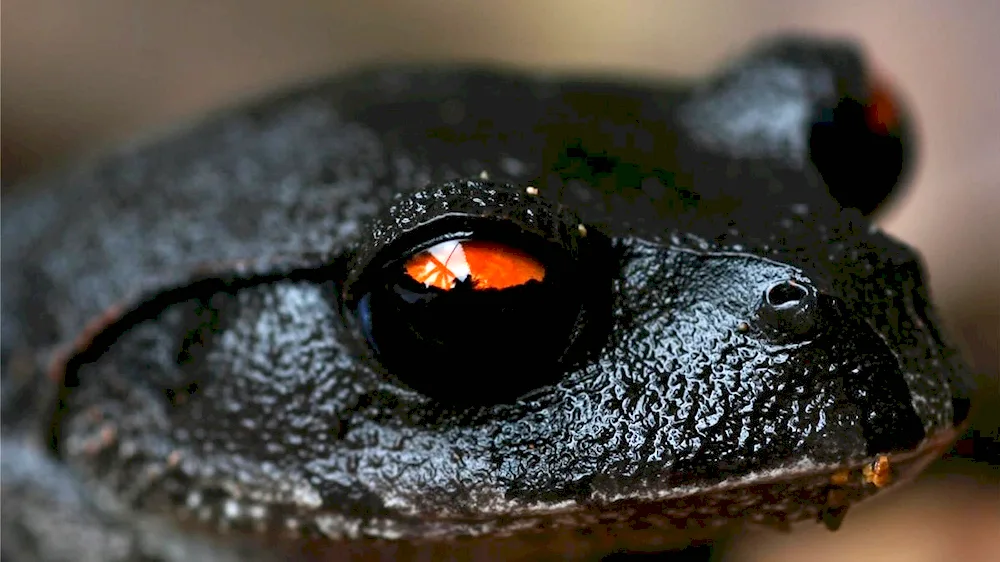 Black frog