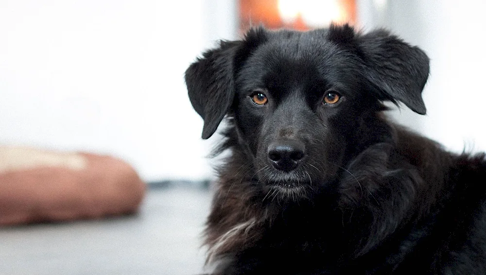 Husky and golden retriever mix