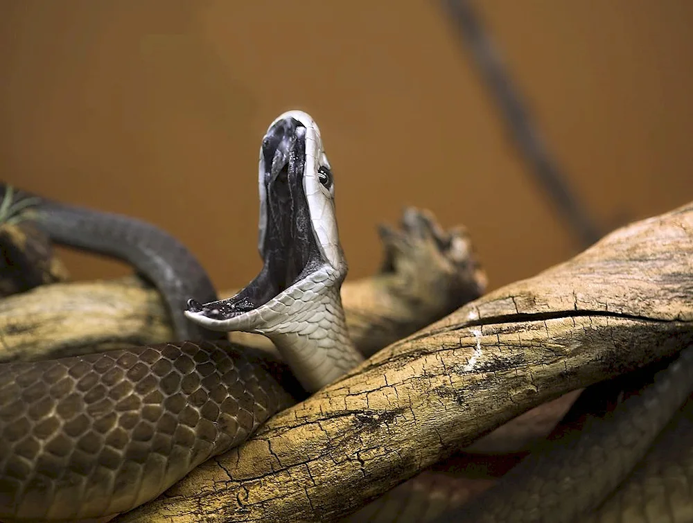 Black mamba snake