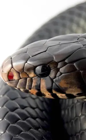 Black Mamba and King Cobra