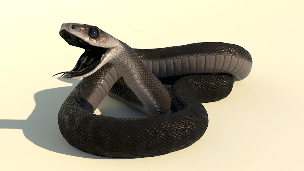 Black king python