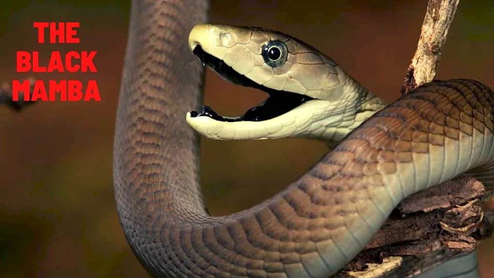 Black mamba snake