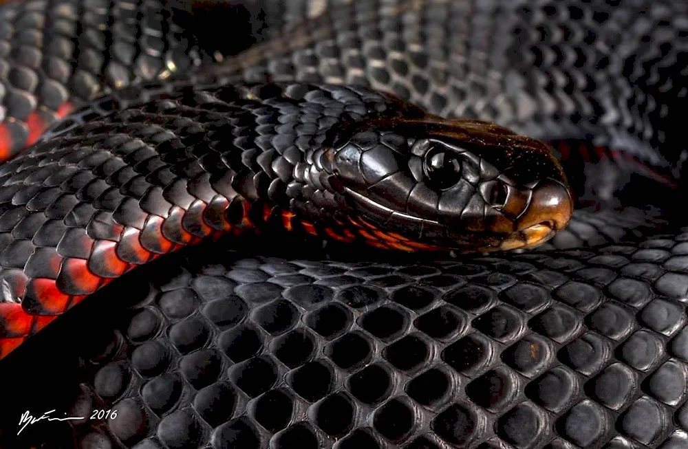 Black mamba snake Dendroaspis polylepis