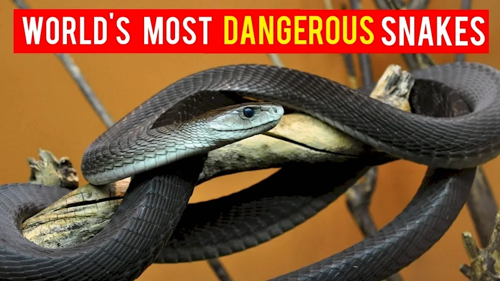 Black mamba snake