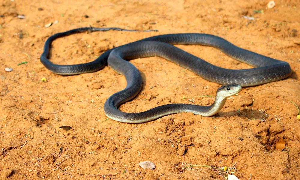 Black mamba snake. snake