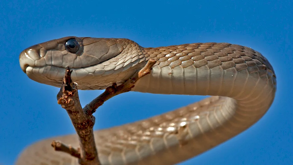 Black mamba snake