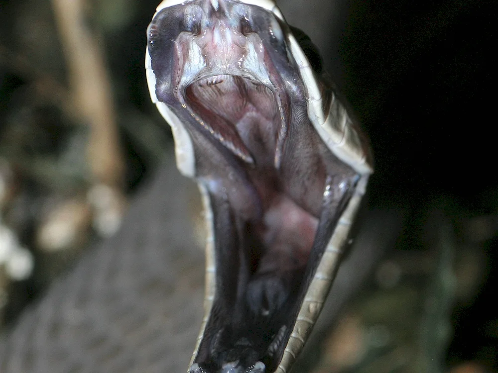 Black mamba snake