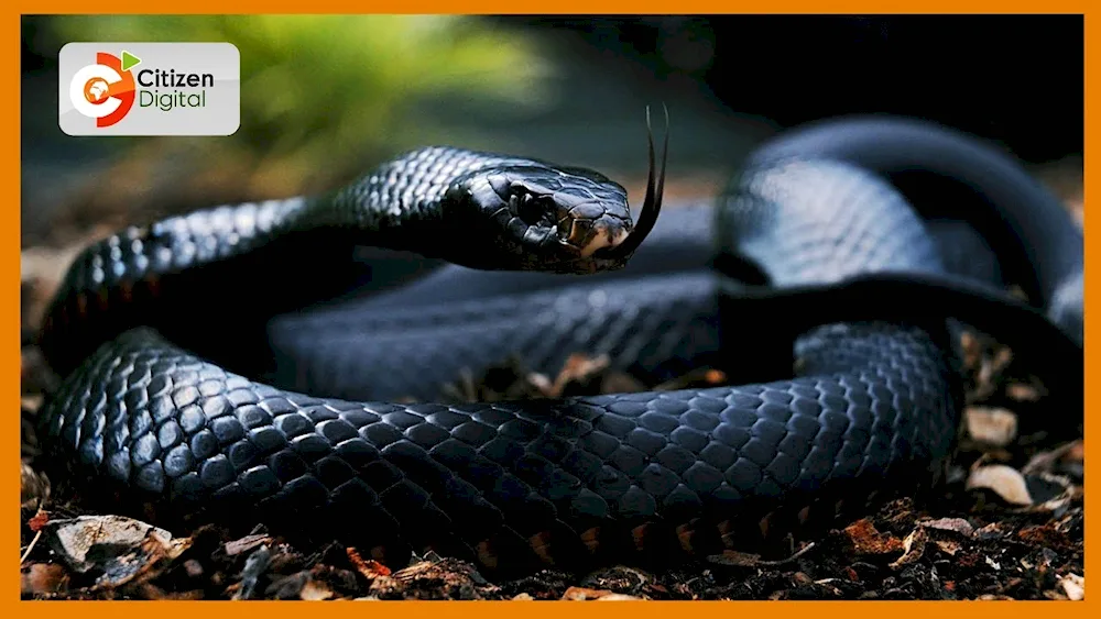 Black mamba snake