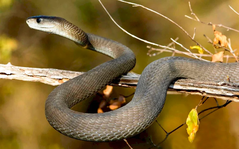 Black mamba snake. mamba snake teeth