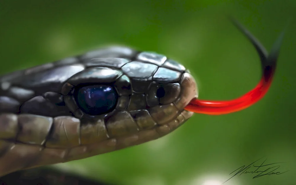 Black mamba snake